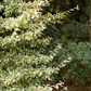 Euonymus fortunei 'Emerald'n Gaiety'