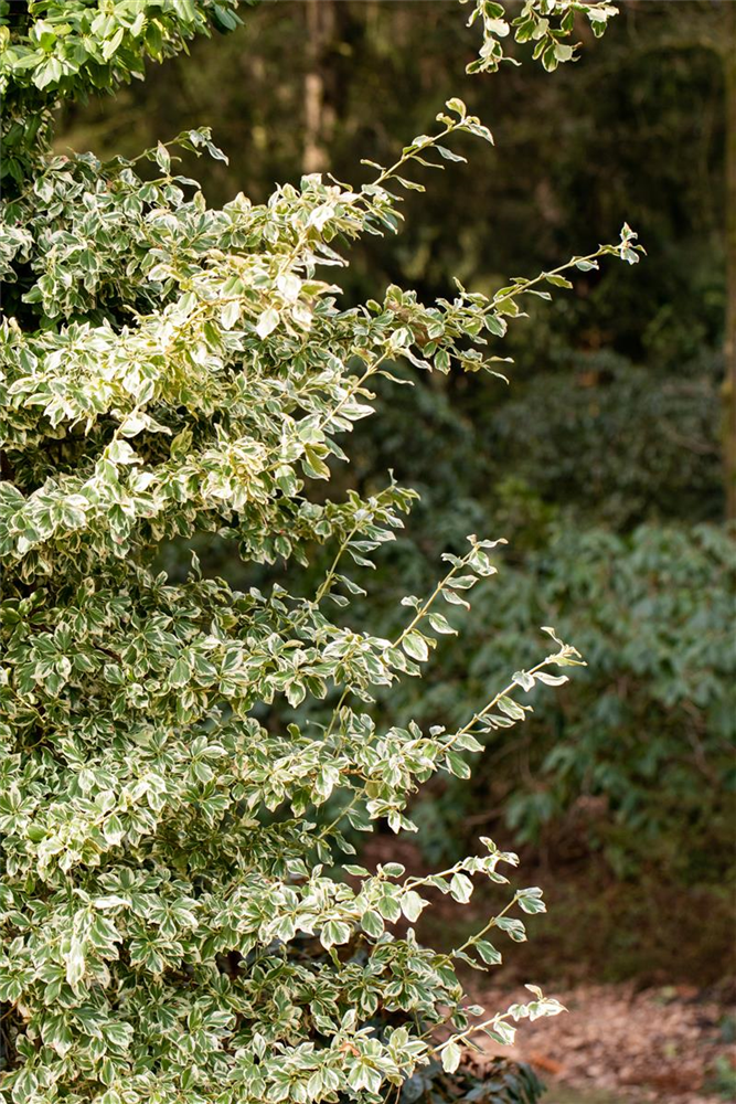 Euonymus fortunei 'Emerald'n Gaiety'
