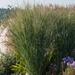 Garten-Ruten-Hirse 'Cloud Nine'