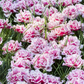 Tulpe 'Queensland' - 7 Blumenzwiebeln
