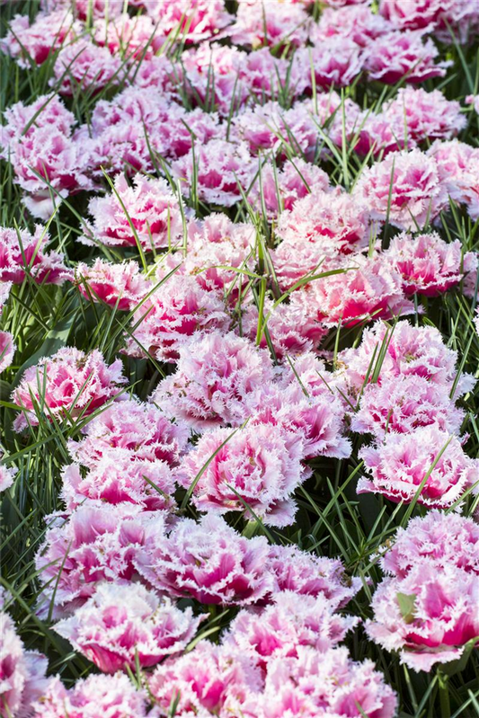 Tulpe 'Queensland' - 7 Blumenzwiebeln