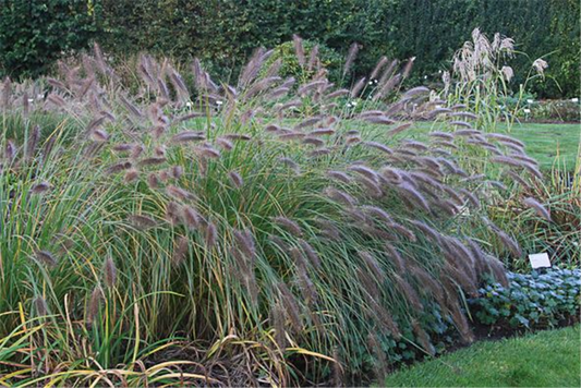 Garten-Federborstengras 'Compressum'