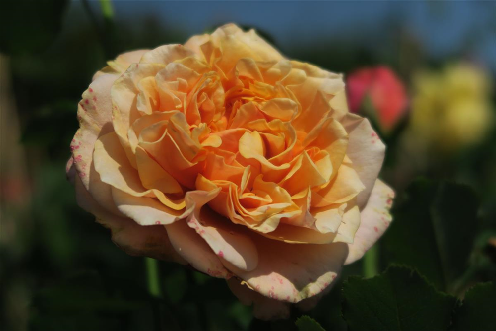 Strauchrose 'La Villa Cotta'®