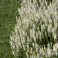 Garten-Blüten-Salbei 'Adrian'