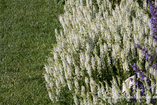 Garten-Blüten-Salbei 'Adrian'