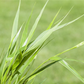 Hakonechloa macra