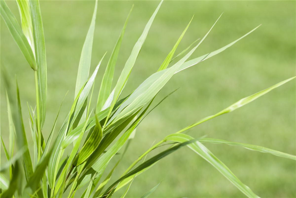 Hakonechloa macra