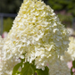 Rispenhortensie 'Limelight'(s)