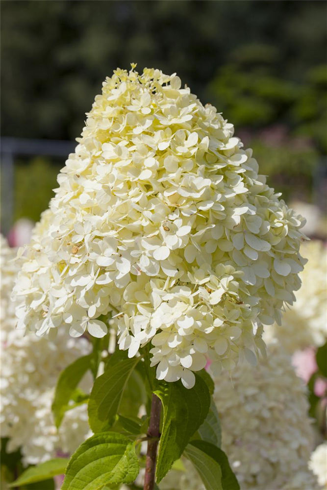 Rispenhortensie 'Limelight'(s)