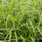 Carex foliosissima 'Icedance'