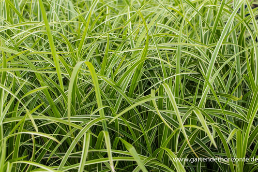 Carex foliosissima 'Icedance'