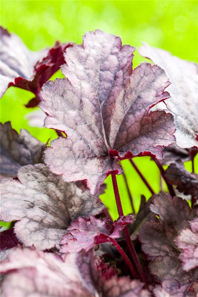 Rotlaubige Purpurglöckchen