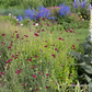 Mazedonische Witwenblume