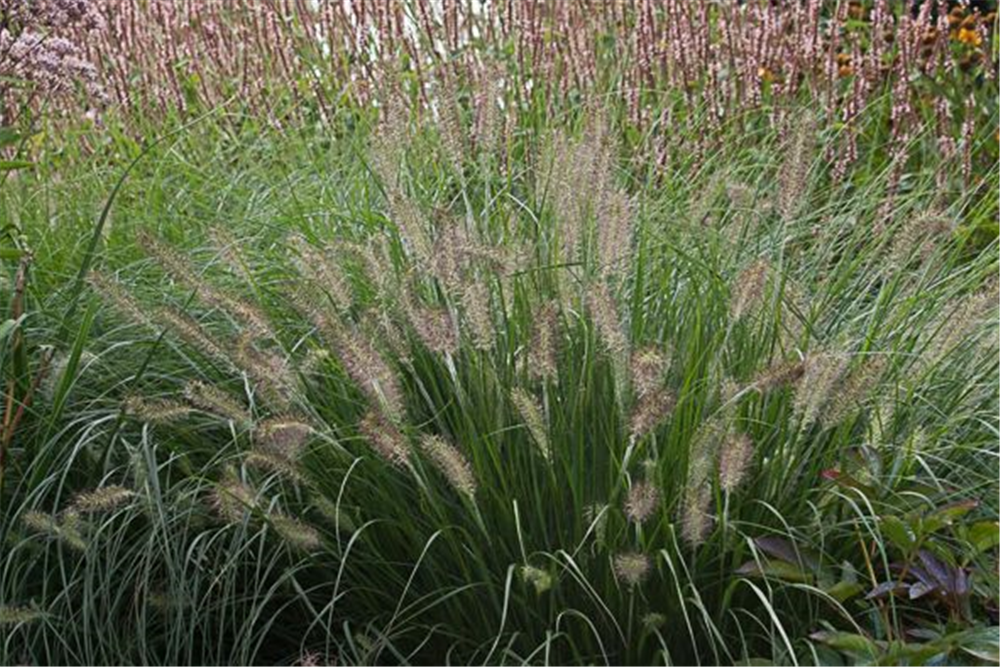 Garten-Federborstengras 'Hameln'