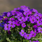 Aubrieta x cult.'Hamburger Stadtpark'