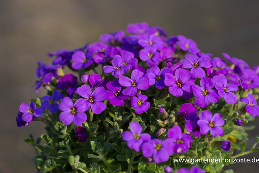 Aubrieta x cult.'Hamburger Stadtpark'