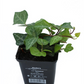Hedera helix 'Grünpfeil', 12er Set
