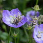 Campanula carp.'Samantha'  -R-