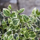 Euonymus fortunei 'Emerald'n Gaiety'