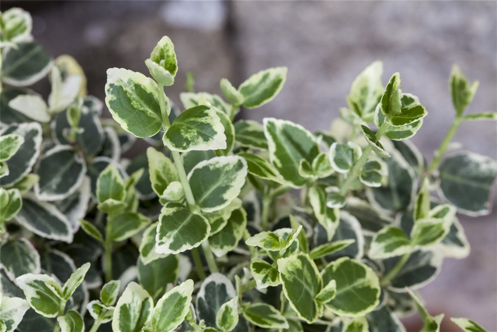 Euonymus fortunei 'Emerald'n Gaiety'