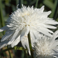 Großblumige Garten-Margerite 'Eisstern'