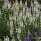 Garten-Blüten-Salbei 'Adrian'