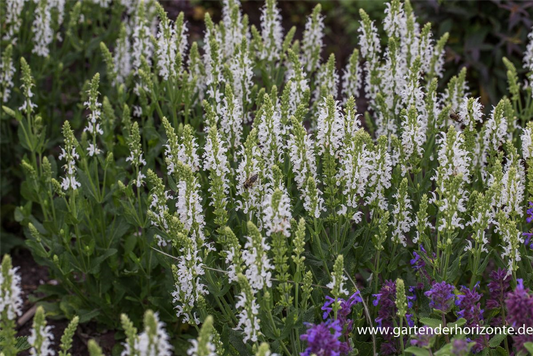 Garten-Blüten-Salbei 'Adrian'
