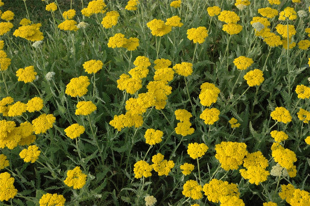 Hohe Garten-Gold-Garbe 'Coronation Gold'