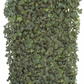 Hedera helix 'Woerneri', Hecke am laufenden Meter