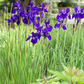 Iris sibirica