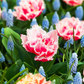 Tulpe 'Queensland' - 7 Blumenzwiebeln