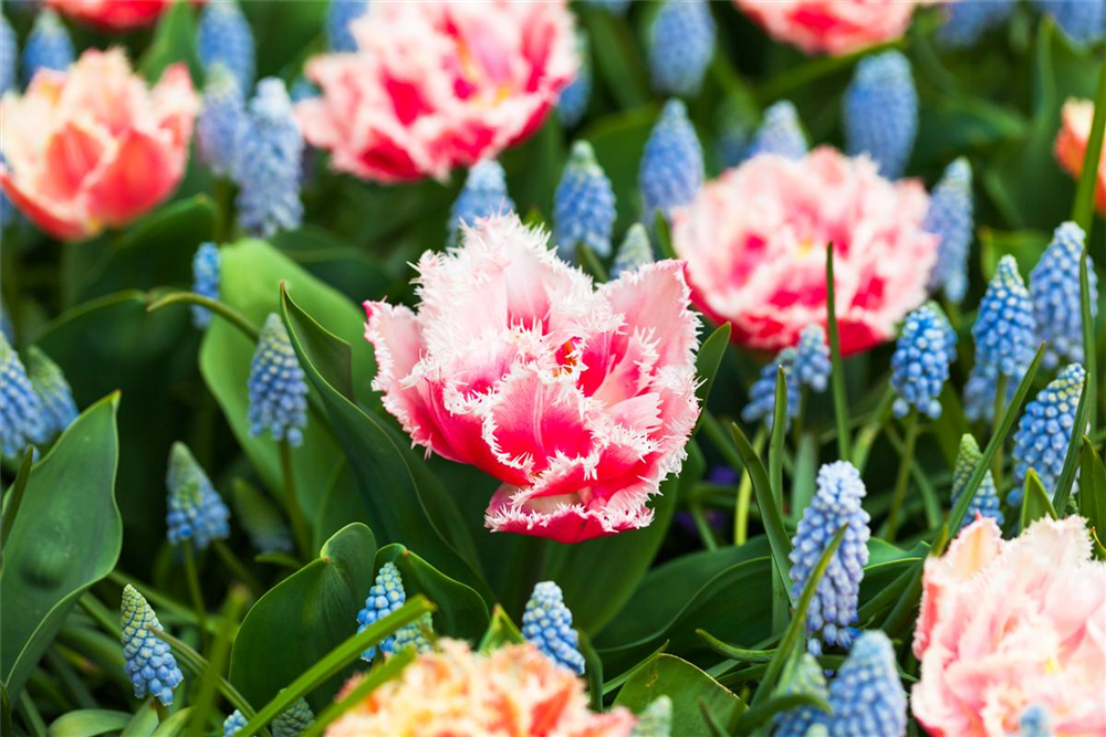 Tulpe 'Queensland' - 7 Blumenzwiebeln