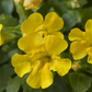 Gelbblühende Gauklerblume