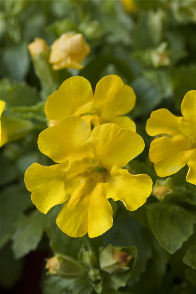 Gelbblühende Gauklerblume