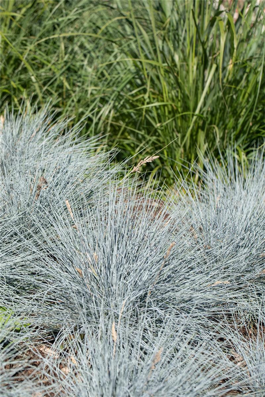 Blau-Schwingel