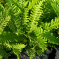 Blechnum spicant