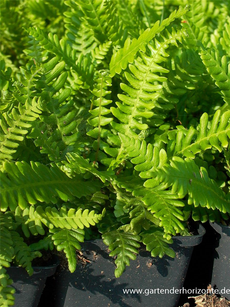 Blechnum spicant