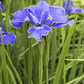 Iris sibirica