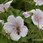 Geranium himalayense 'Derrick Cook'