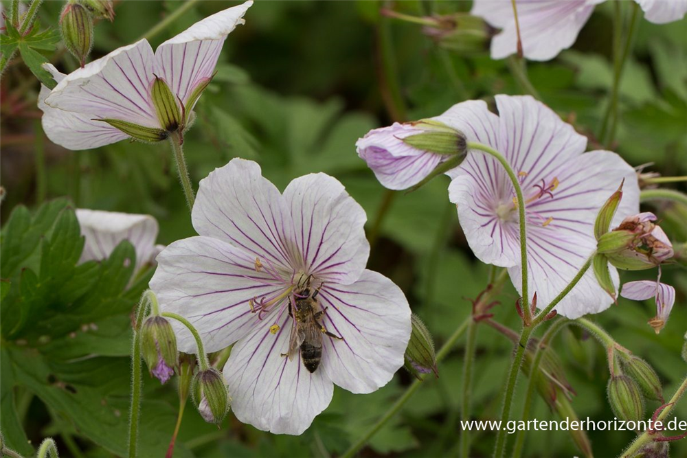 Geranium himalayense 'Derrick Cook'