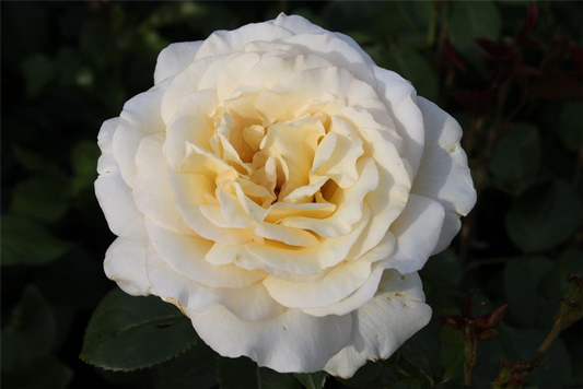 Edelrose 'Anastasia'®