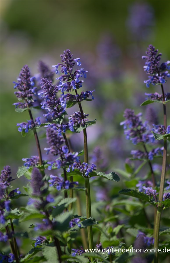 Großblütige Katzenminze 'Zinsers Giant'