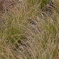 Carex acuta