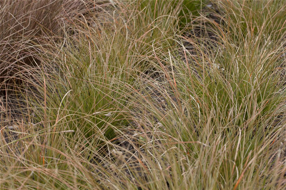 Carex acuta