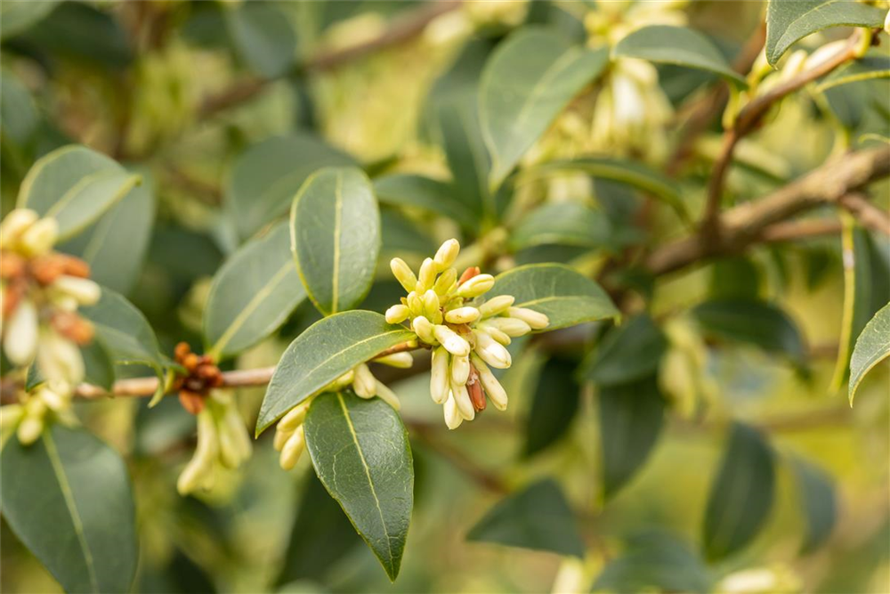Burkwoods Duftblüte