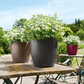 LECHUZA CLASSICO Color 35