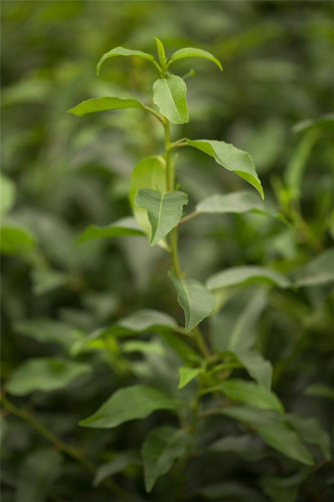 Portugiesische Lorbeerkirsche 'Angustifolia'