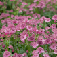 Astrantia major 'Roma'  -R-