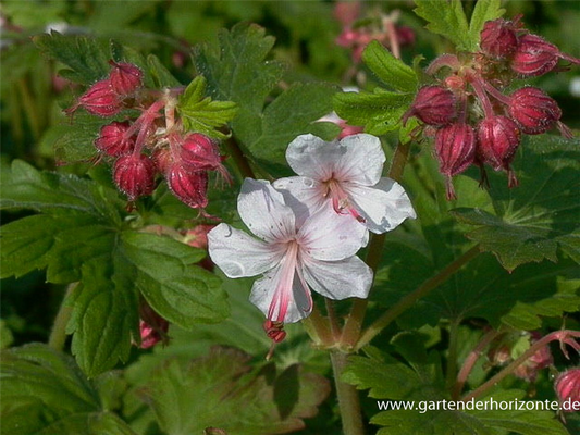 Geranium macrorrhizum 'Spessart'