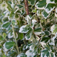 Euonymus fortunei 'Emerald'n Gaiety'